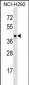 VSIG4 Antibody (C-term)